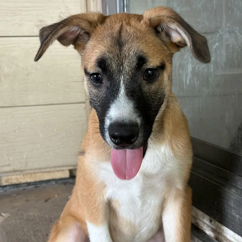 A baby small-sized female Yellow / Tan / Blond / Fawn Boxer dog named Rosie for adoption in San Antonio, TX
