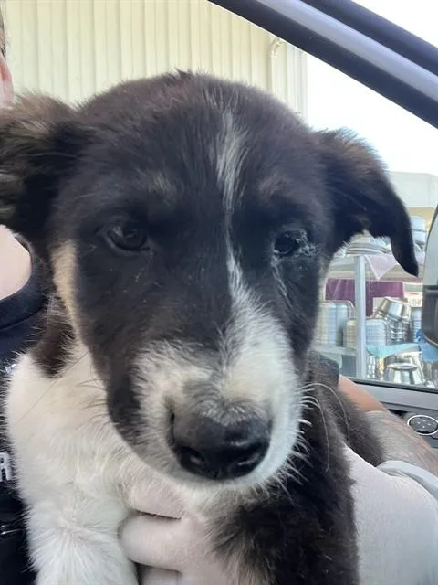 A baby small-sized female Tricolor (Brown, Black, & White) Border Collie dog named Diane  Urgent And for adoption in Thousand Oaks, CA
