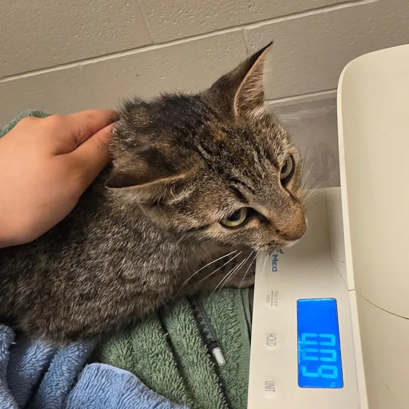 An adult medium-sized female Brown / Chocolate Domestic Short Hair cat named Primm for adoption in Goshen, IN