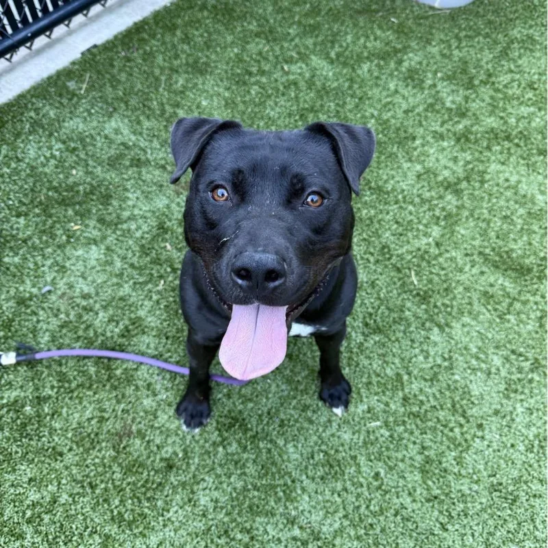 An adult medium-sized male Pit Bull Terrier dog named Ash for adoption in Greensboro, NC