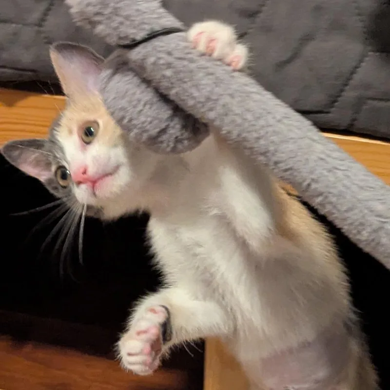 A baby small-sized female Calico Domestic Short Hair cat named Grace Chow for adoption in Los Angeles, CA