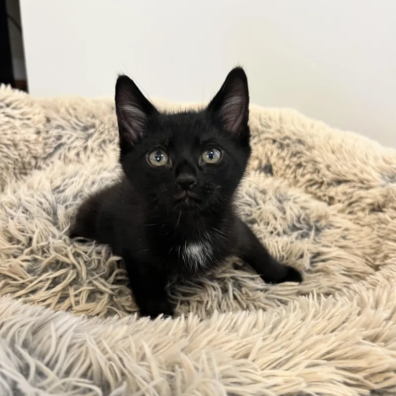 Elvis Purrsly