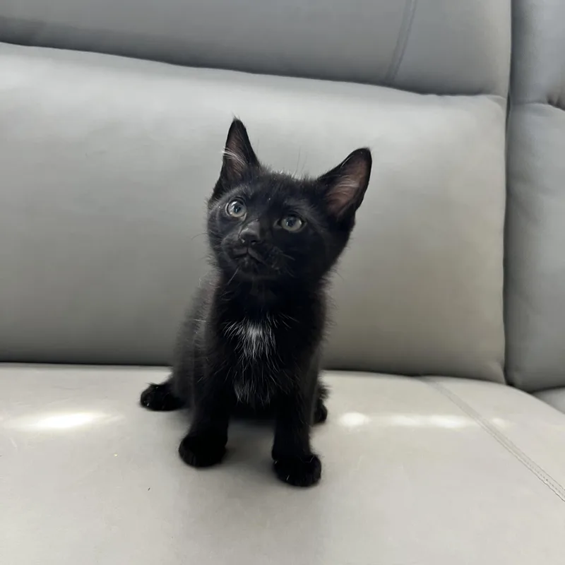 Elvis Purrsly thumbnail 2