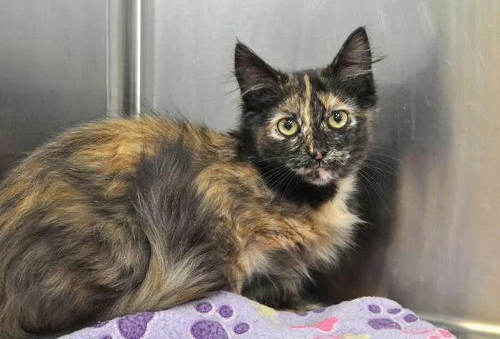 A baby small-sized female Domestic Medium Hair cat named Meowly Cyrus for adoption in Coupeville, WA