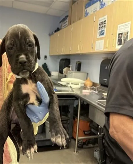 A baby large-sized female Boxer dog named Yeti for adoption in Phoenix, AZ