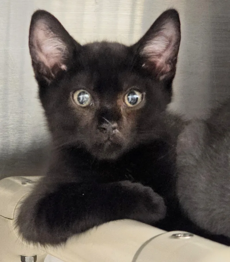 A baby medium-sized female White Domestic Short Hair cat named Lady for adoption in Amityville, NY