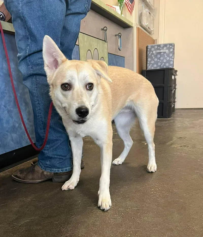 An adult medium-sized female Husky dog named Lainey for adoption in Rockwall, TX