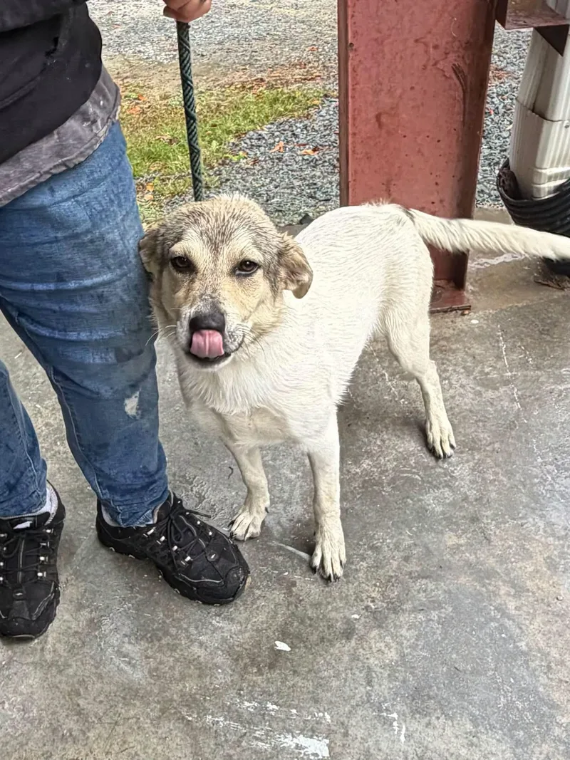 A young medium-sized female Great Pyrenees dog named Brow for adoption in Elizabethtown, NC