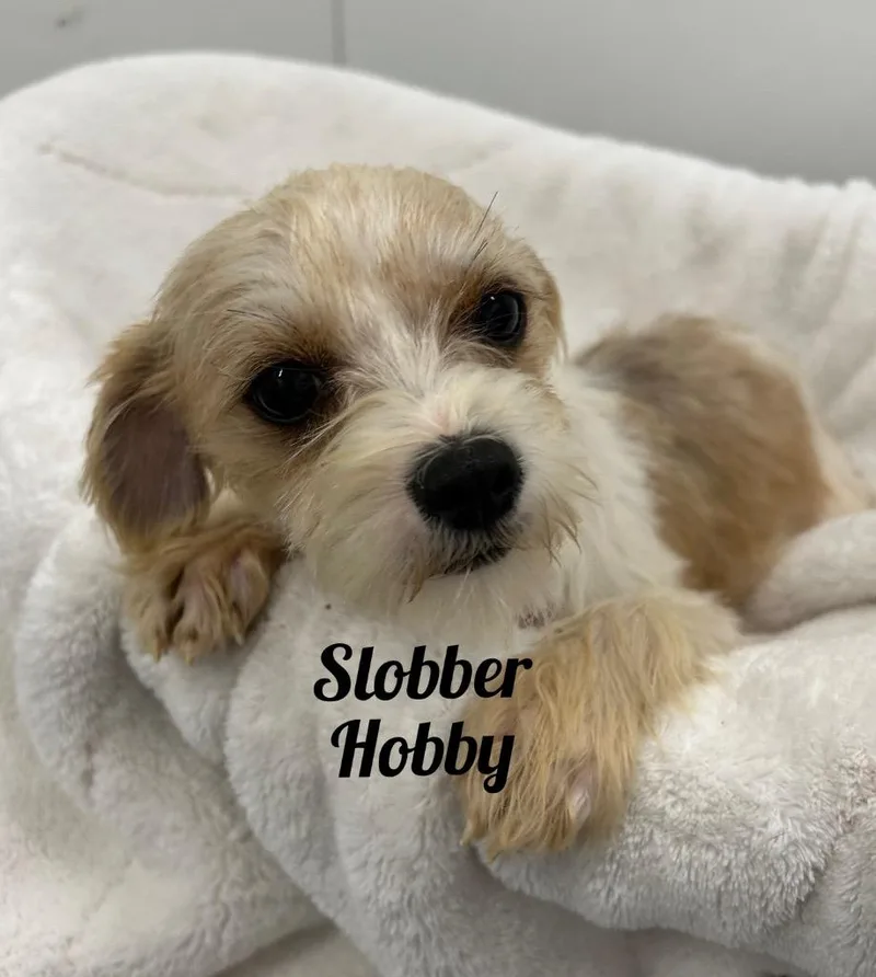 A young small-sized female Affenpinscher dog named Slobber Hobby for adoption in Jacksonville, IL