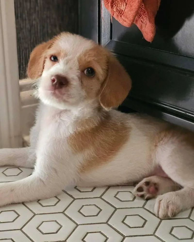 Pongo