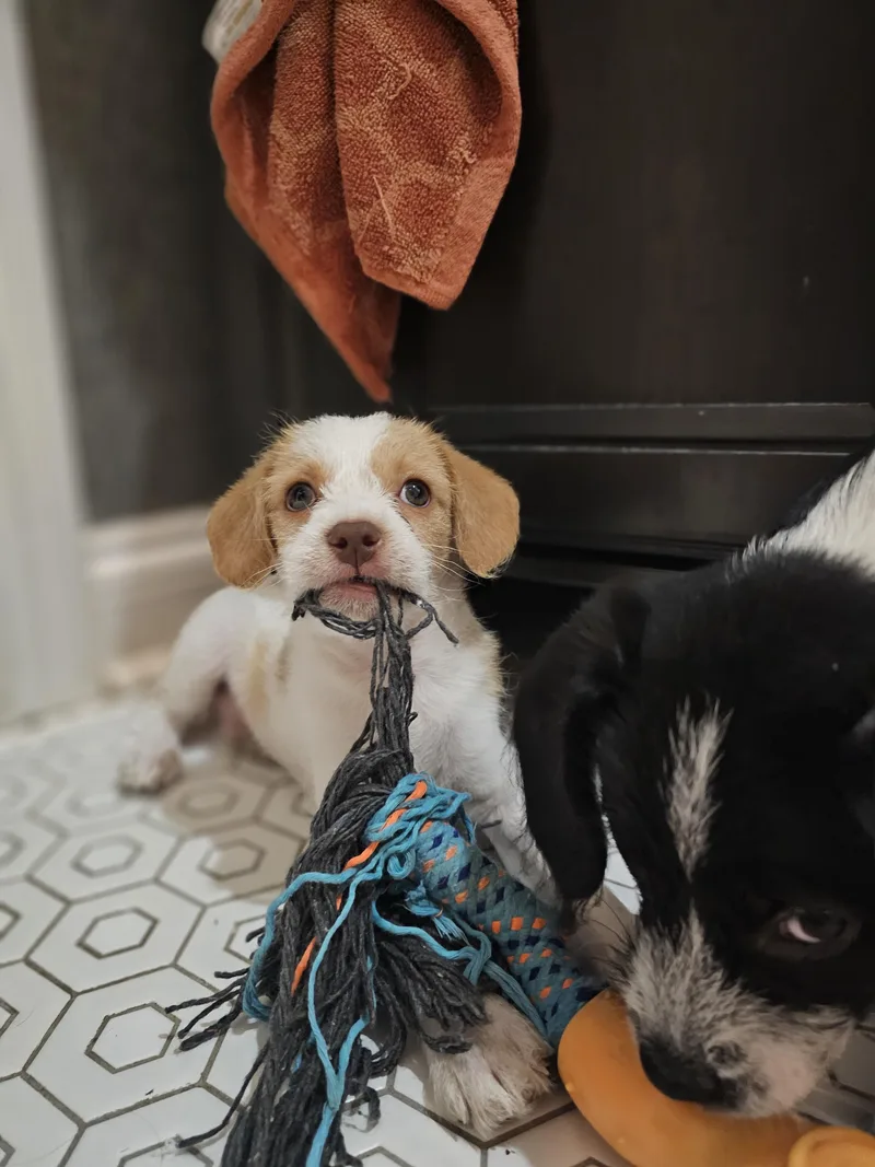 Pongo thumbnail 2