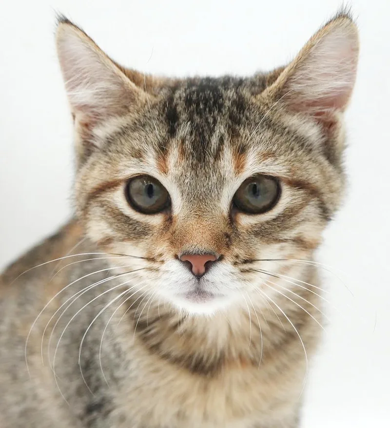 A baby small-sized female Torbie cat named Madison has one of for adoption in Bedford Hills, NY
