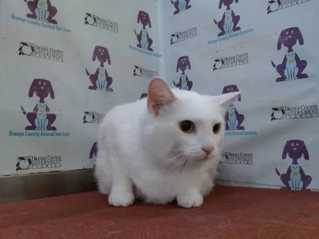 Smudge