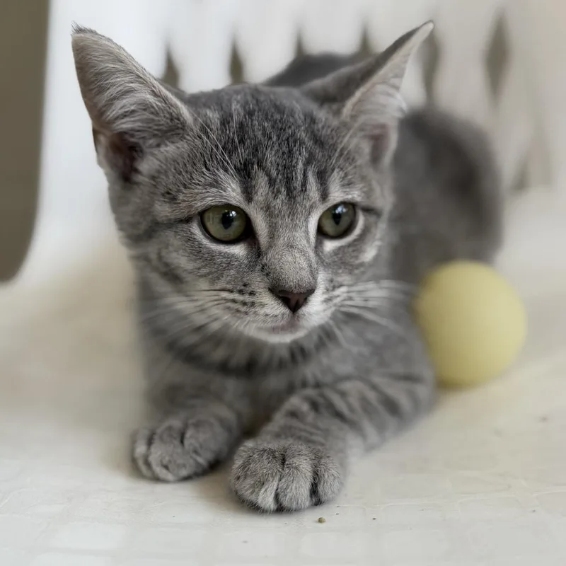 A baby small-sized female Gray / Blue / Silver Domestic Short Hair cat named Hot Grill Summer for adoption in Gloucester, VA