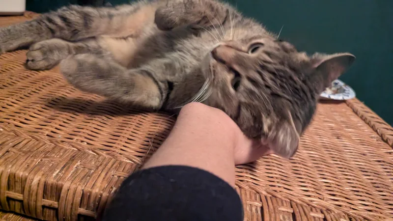 A young medium-sized female Tabby (Brown / Chocolate) Tabby cat named Dolly for adoption in Wyandotte, MI