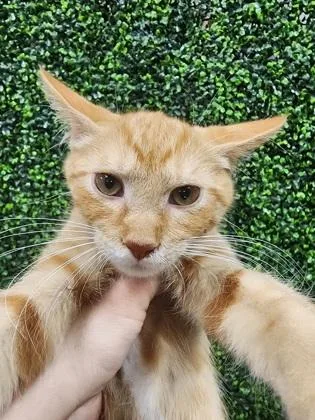 A baby small-sized male Domestic Short Hair cat named Iron Man $ for adoption in Seneca, SC