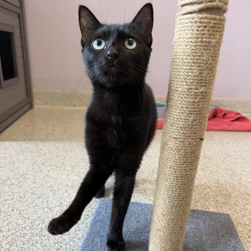 A young medium-sized female Black Domestic Short Hair cat named Lilo for adoption in Cooperstown, NY
