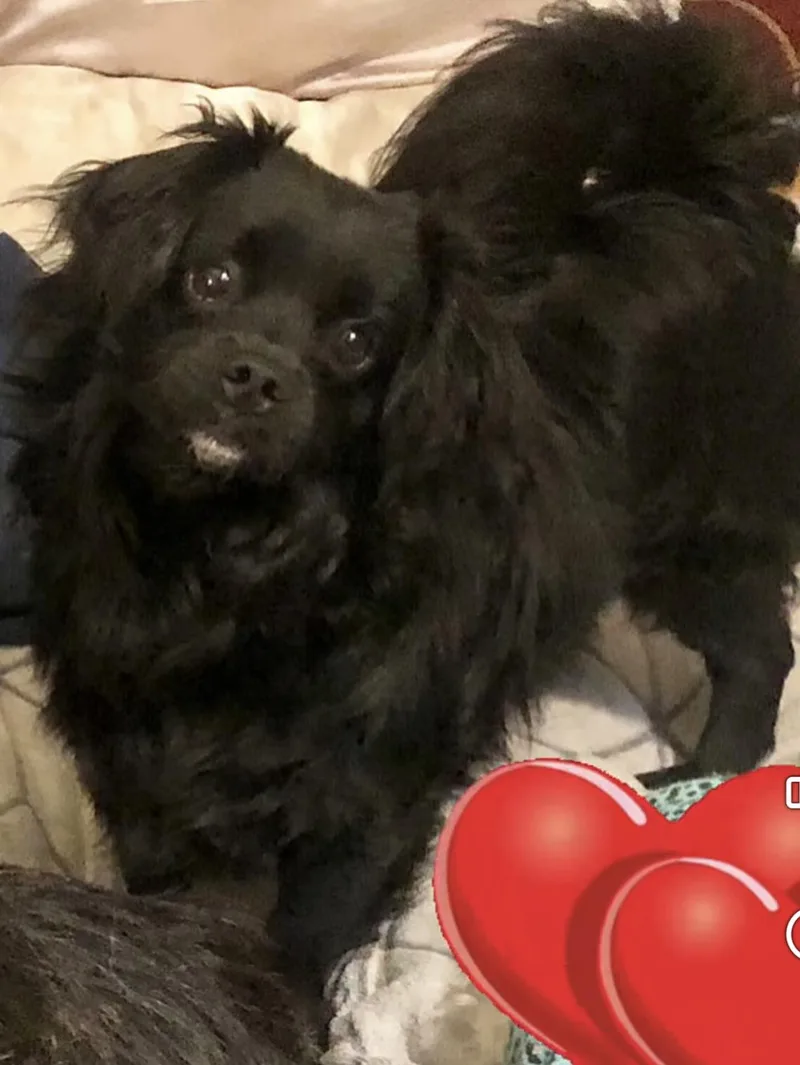 A young small-sized male Papillon dog named Swiper for adoption in Encino, CA
