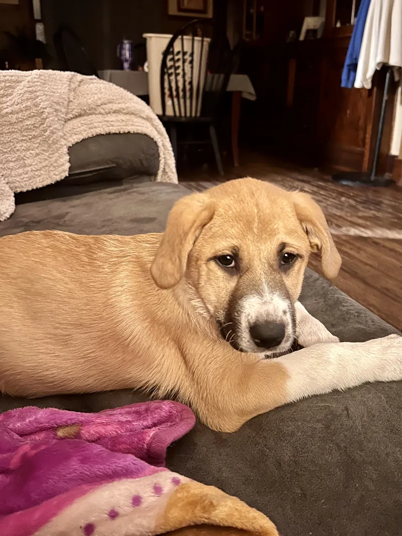 Suki