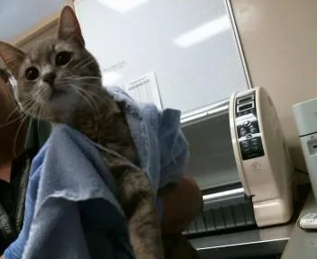An adult large-sized male Domestic Short Hair cat named Fulton for adoption in Sacramento, CA