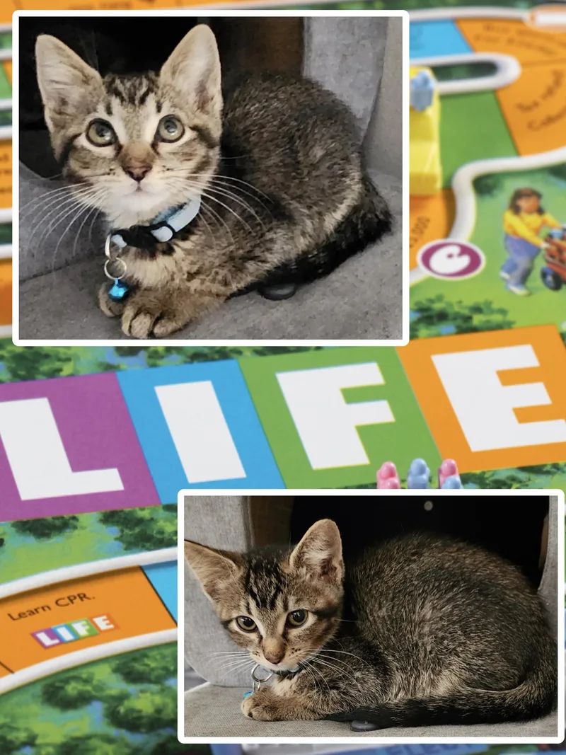 Life thumbnail 5