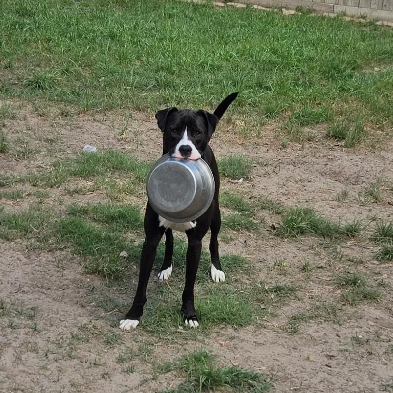 Sammy Davis thumbnail 2