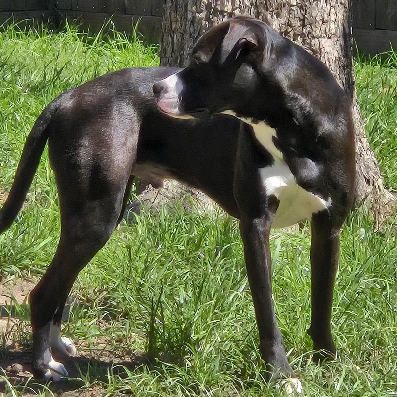 Sammy Davis thumbnail 3