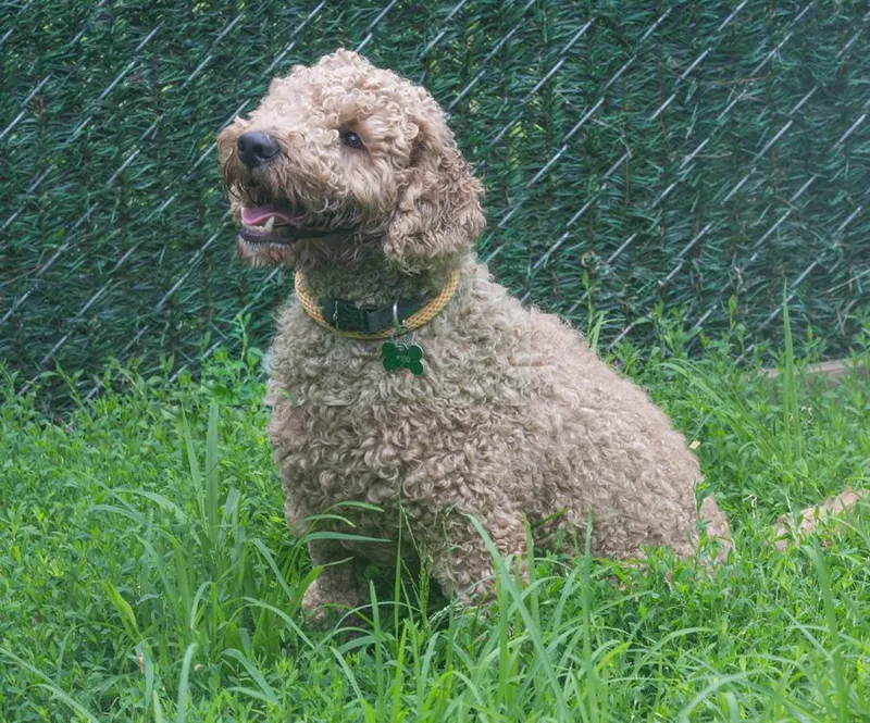 Bailey