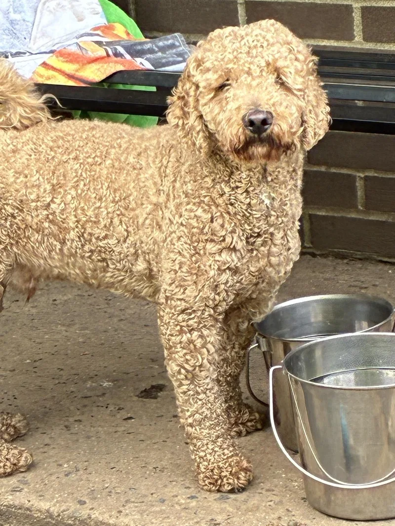 Bailey thumbnail 3