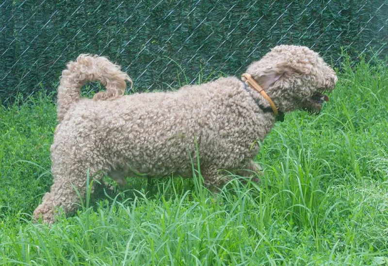Bailey thumbnail 4