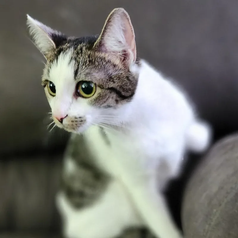 A young small-sized female Gray / Blue / Silver Domestic Short Hair cat named Jazzy for adoption in Centerville, TN