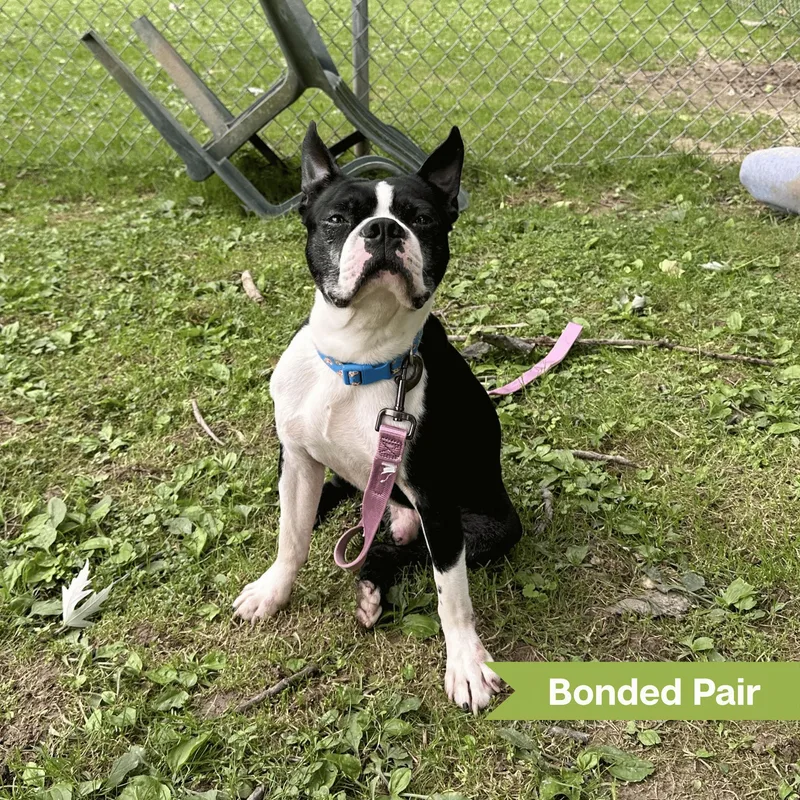 An adult small-sized male Boston Terrier dog named Bodie for adoption in Reisterstown, MD
