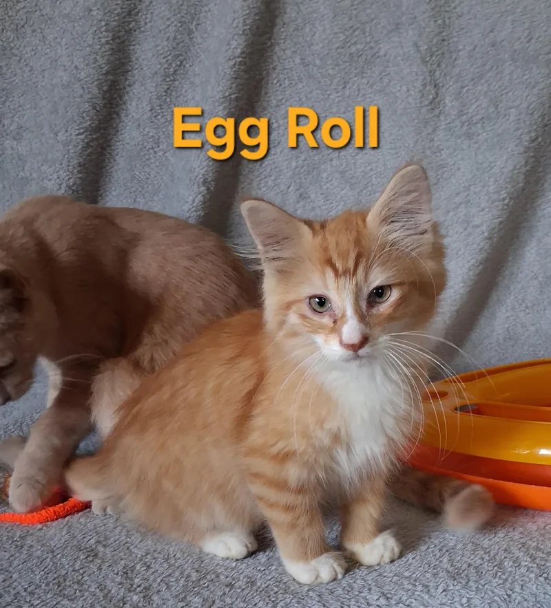 A baby large-sized male Orange & White Domestic Long Hair cat named Egg Roll for adoption in Peoria, IL