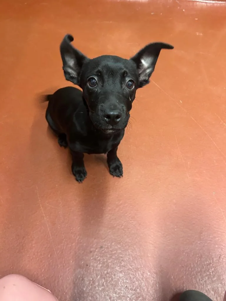 A baby medium-sized male Mixed Breed dog named Shadow for adoption in Douglasville, GA