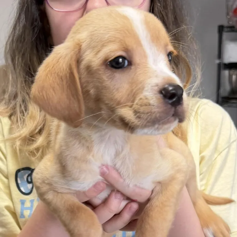 A baby small-sized male Yellow / Tan / Blond / Fawn Mixed Breed dog named Gameboy for adoption in Rockville, MD