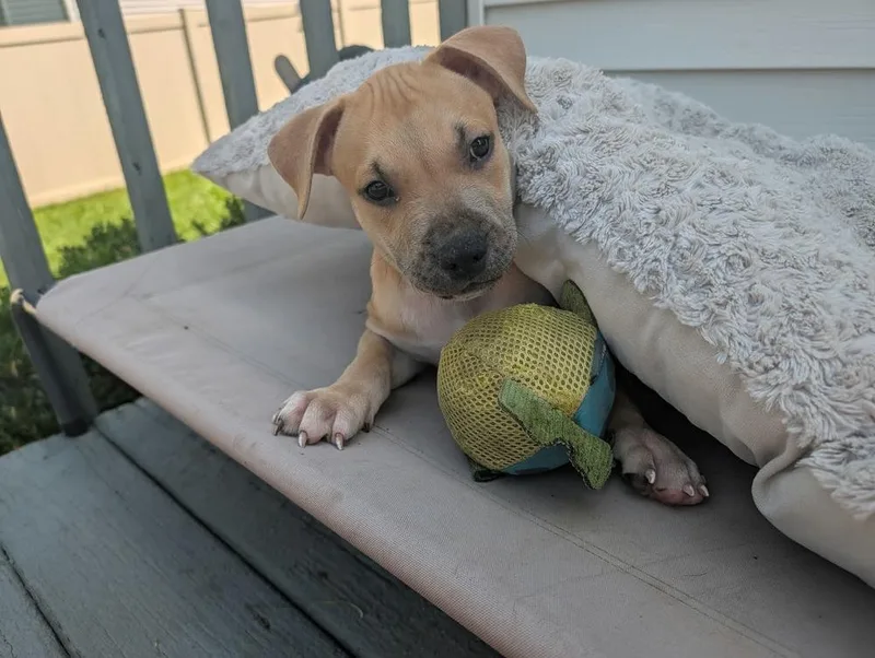 Archie