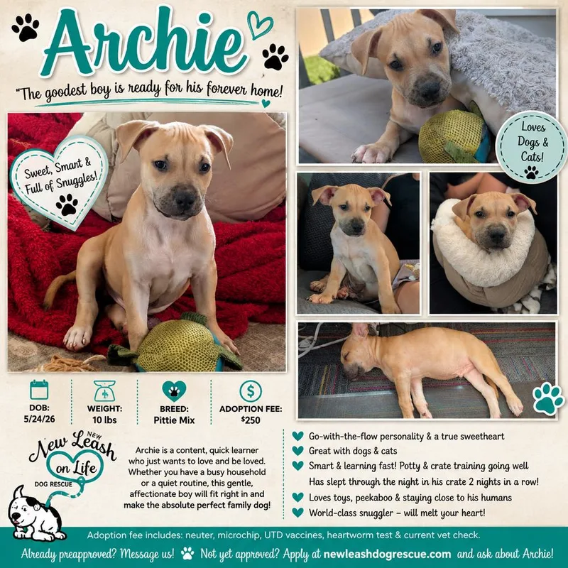 Archie thumbnail 5