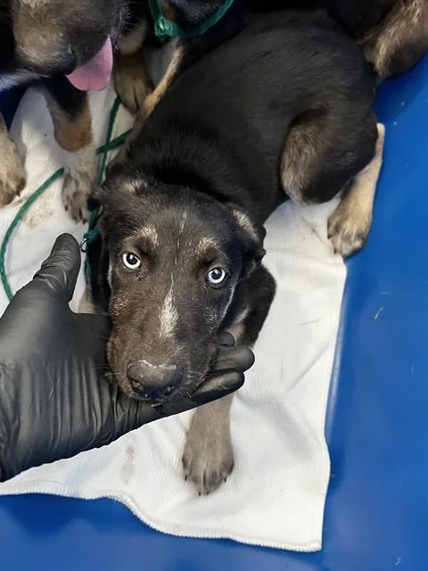 A baby large-sized female Mixed Breed dog named Molly for adoption in Dallas, TX