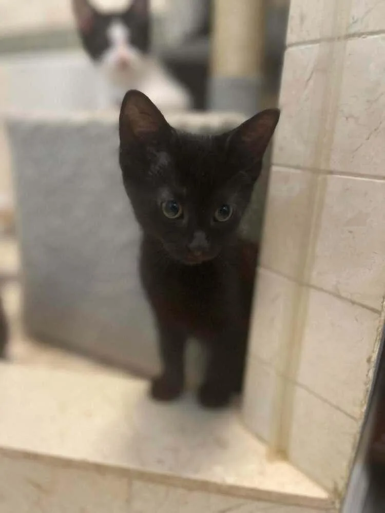 A baby small-sized female Domestic Medium Hair cat named Karakul for adoption in Chicago, IL