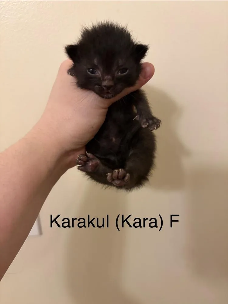 Karakul thumbnail 3