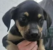 Lana Lilac thumbnail 3