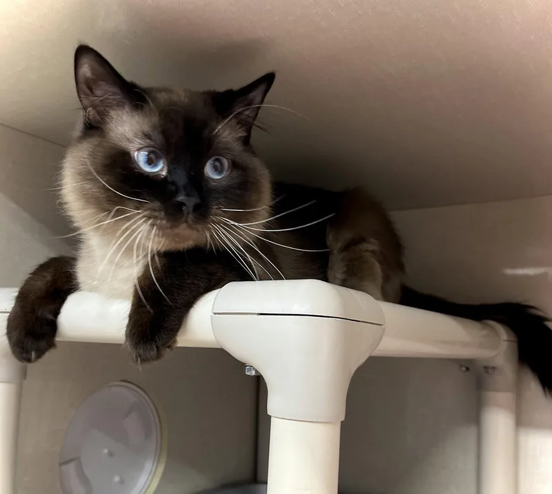 A young medium-sized male Himalayan cat named King Julian for adoption in Estherville, IA