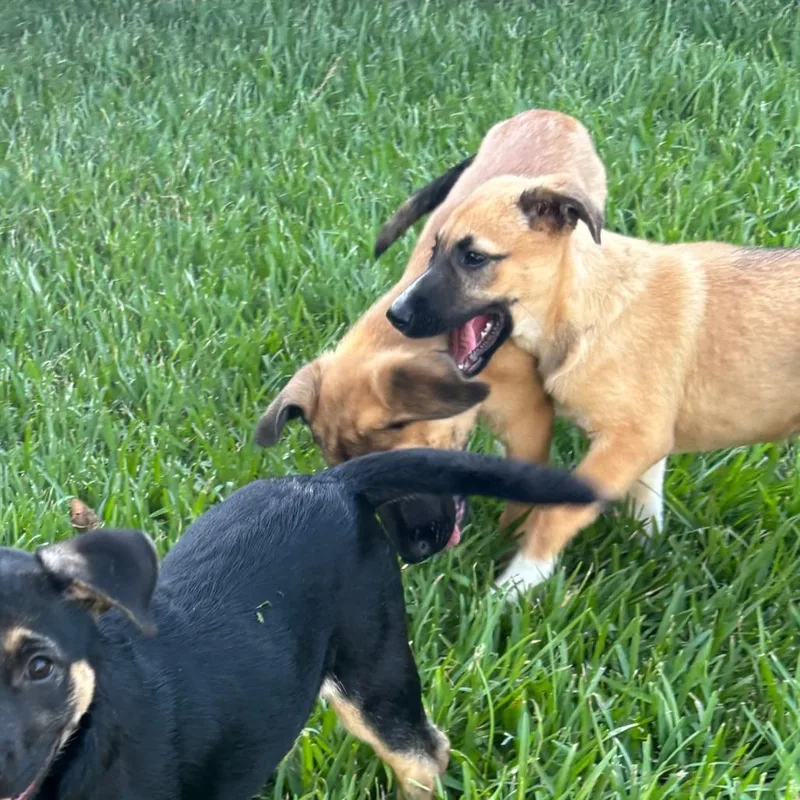 A baby small-sized female Yellow / Tan / Blond / Fawn Shepherd dog named Teddy for adoption in Beaumont, TX