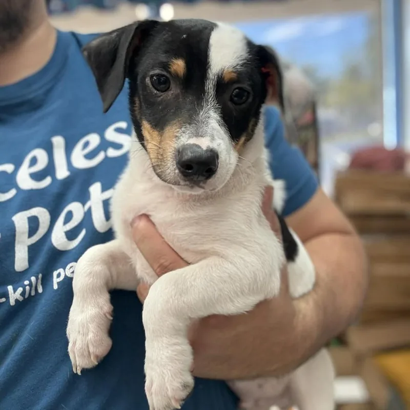 A baby small-sized male White / Cream Terrier dog named Dane  Chino Hills for adoption in Chino Hills, CA