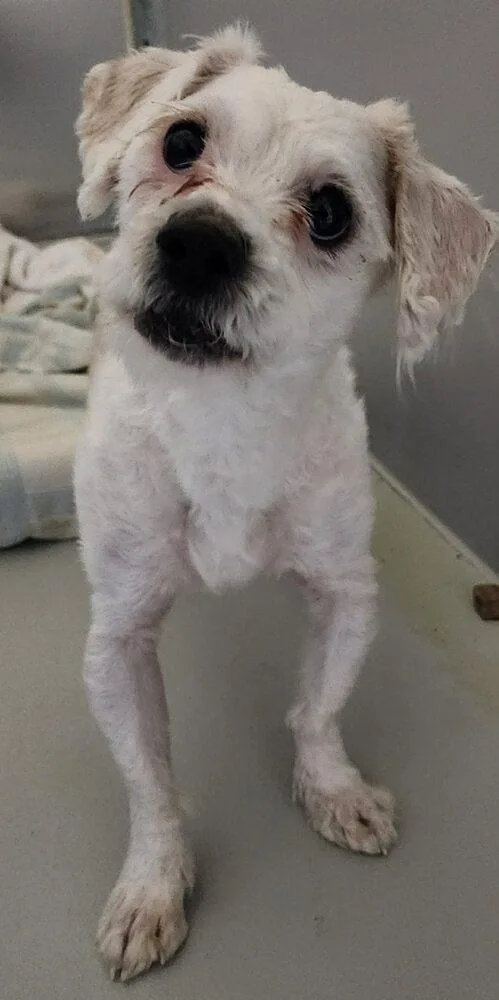 An adult medium-sized male White / Cream Maltese dog named Udon for adoption in Groveland, MA