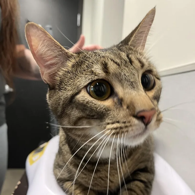 An adult large-sized male Brown / Chocolate Domestic Short Hair cat named Trolley for adoption in Tampa, FL