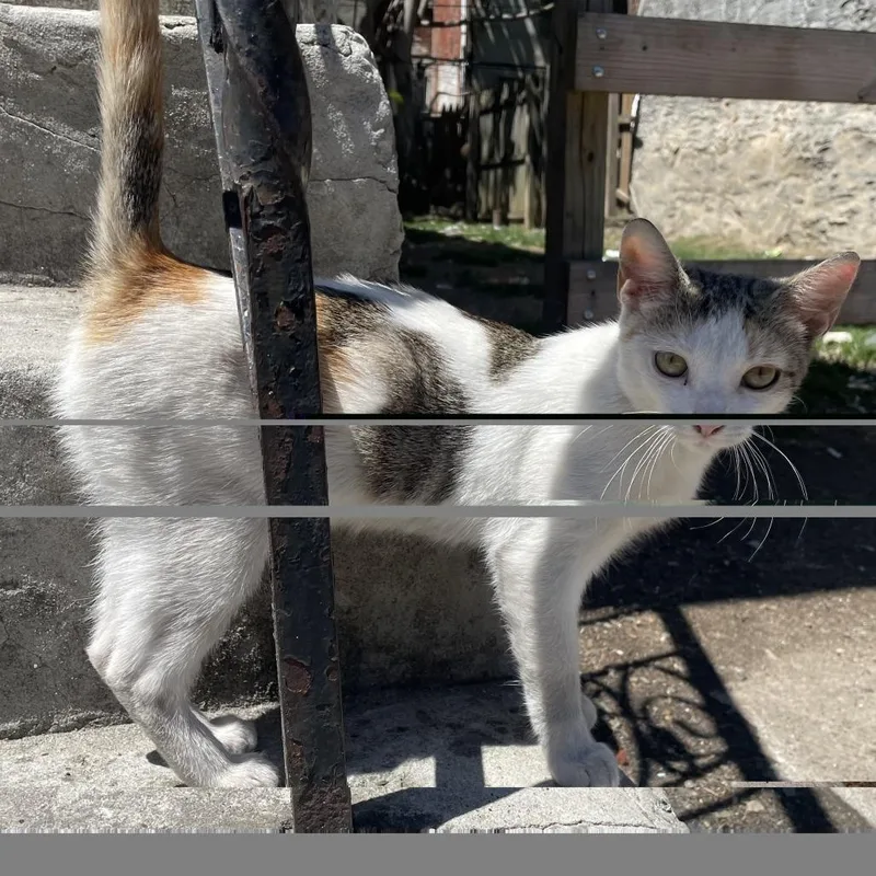 A young medium-sized female Calico Domestic Short Hair cat named Aruba for adoption in Philadelphia, PA