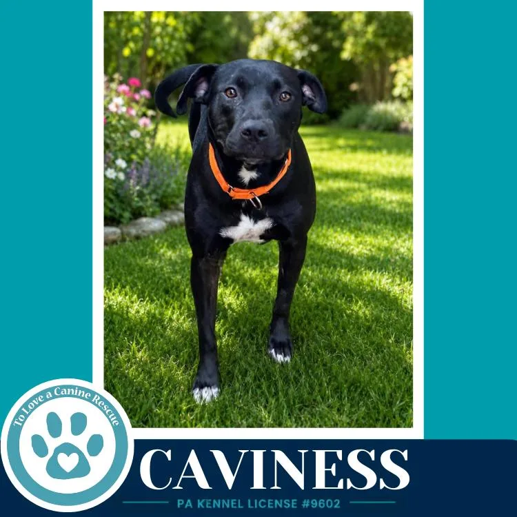 An adult large-sized female Black Labrador Retriever dog named Caviness for adoption in Kimberton, PA