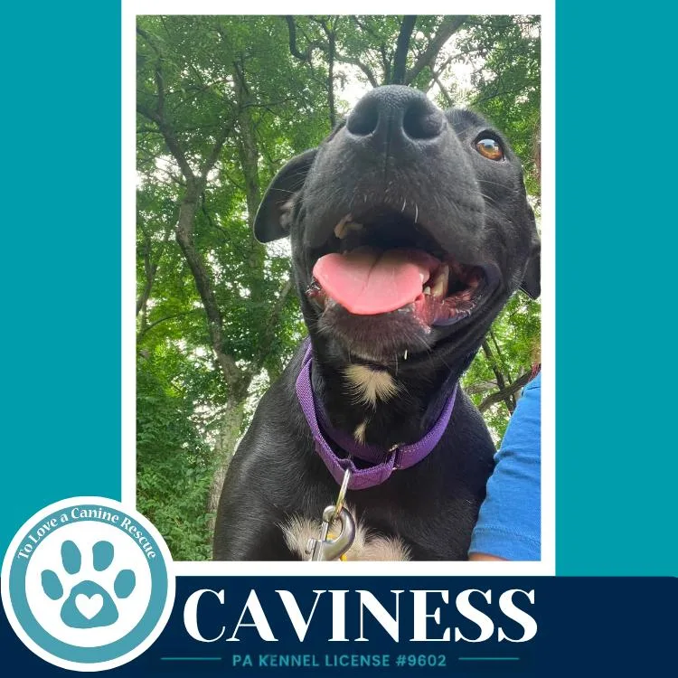Caviness thumbnail 2