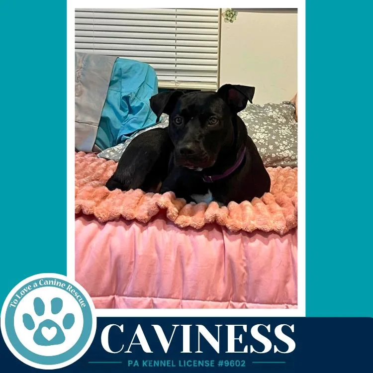 Caviness thumbnail 4